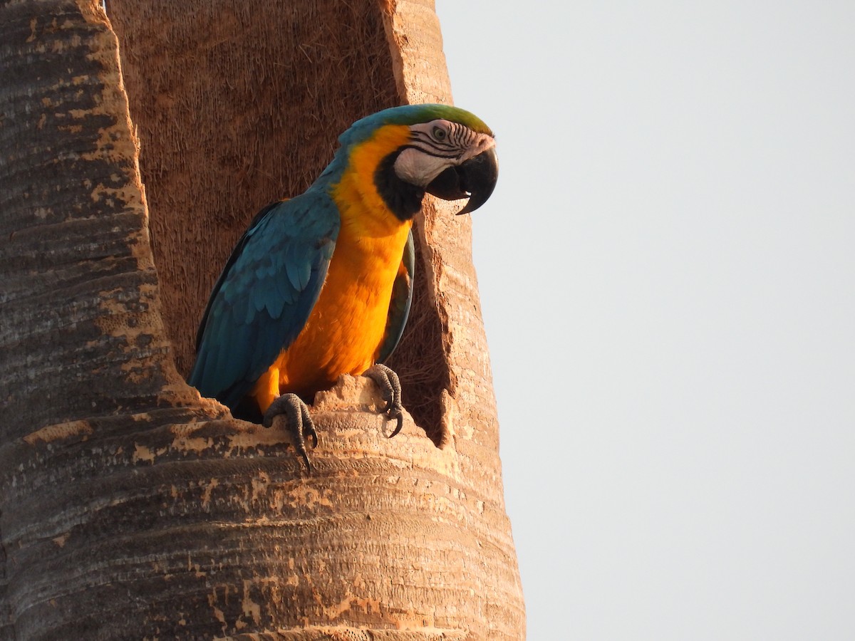 Blue-and-yellow Macaw - ML621212025