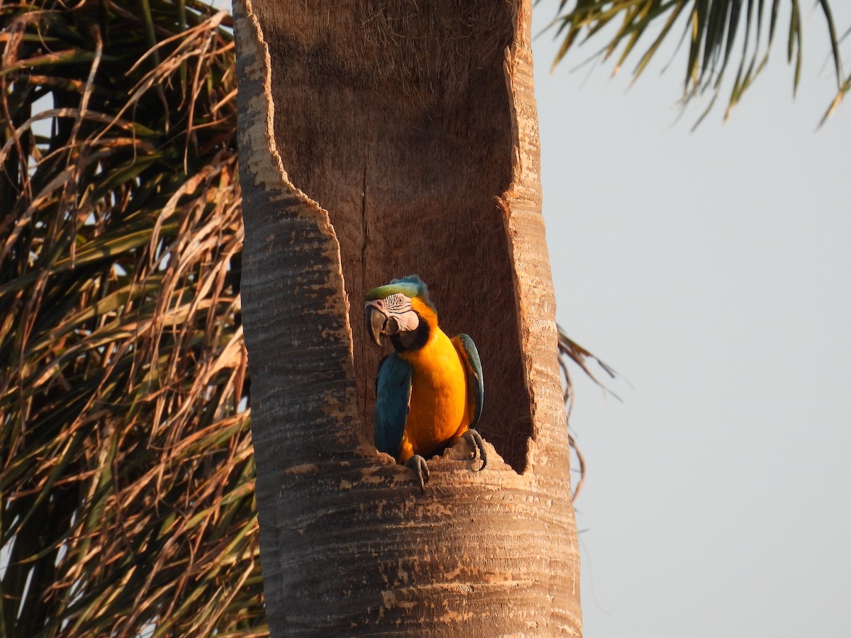 Blue-and-yellow Macaw - ML621212026