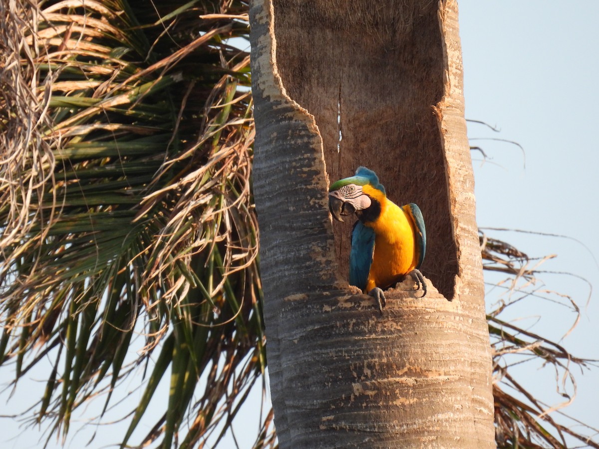 Blue-and-yellow Macaw - ML621212027
