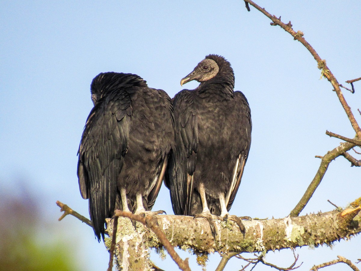 Black Vulture - ML621212032