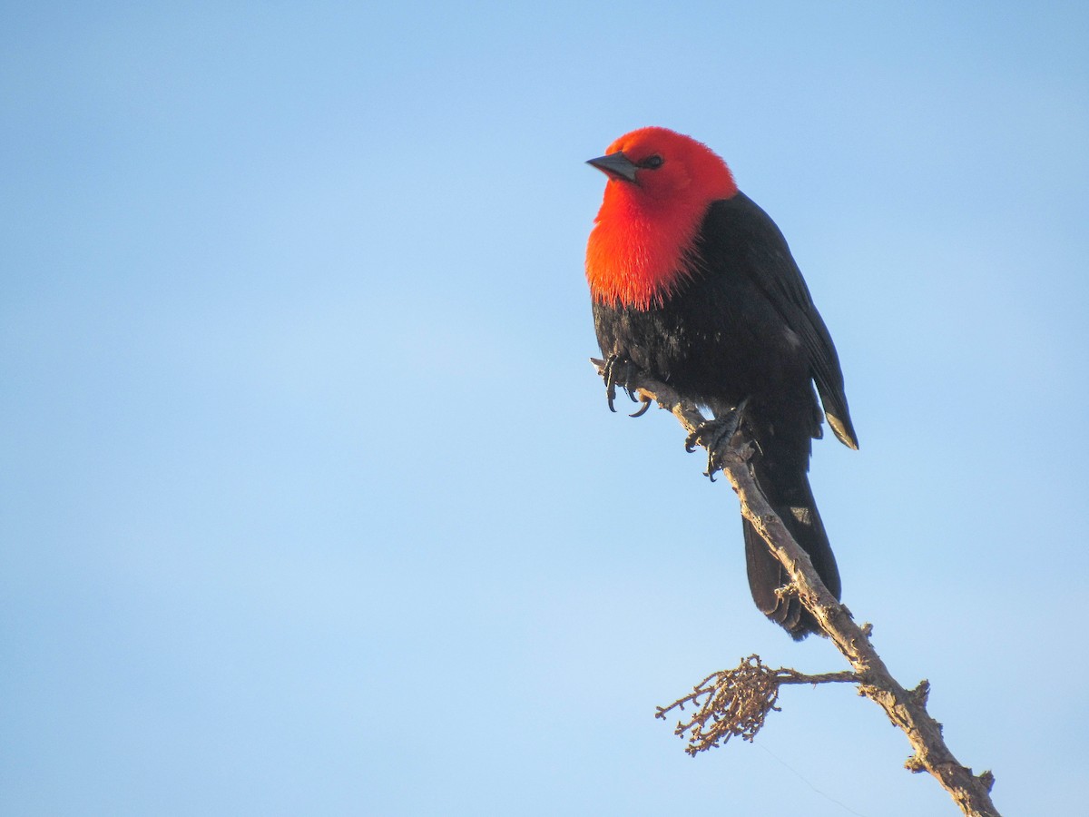 Scarlet-headed Blackbird - ML621212063