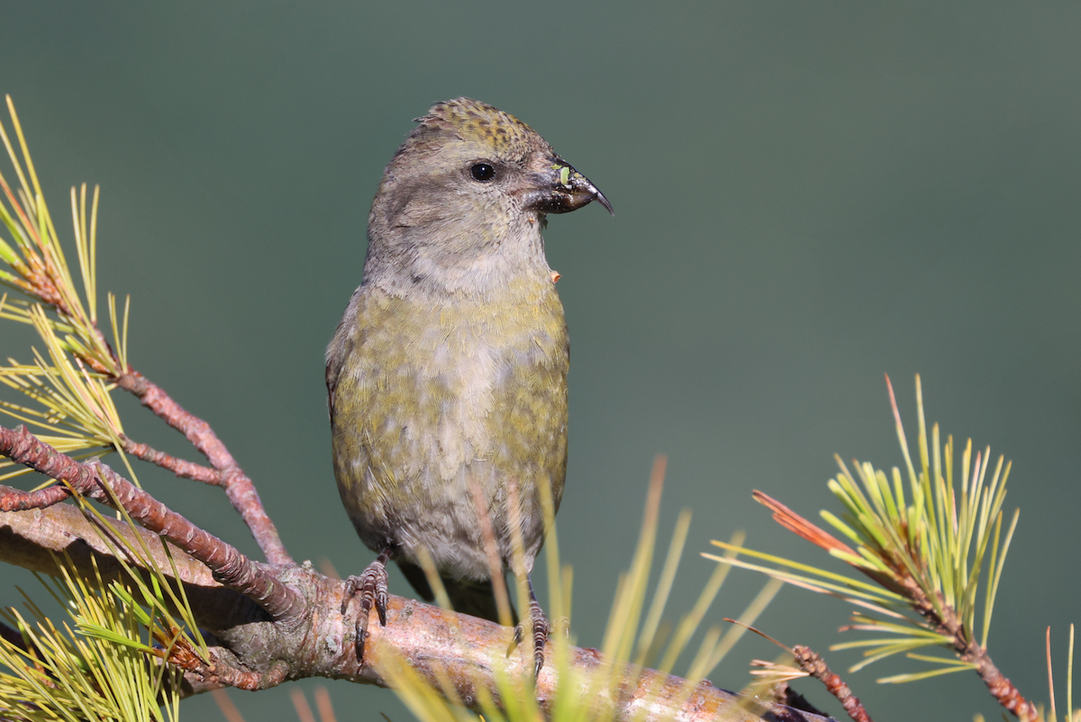 Red Crossbill (Appalachian or type 1) - ML621212065