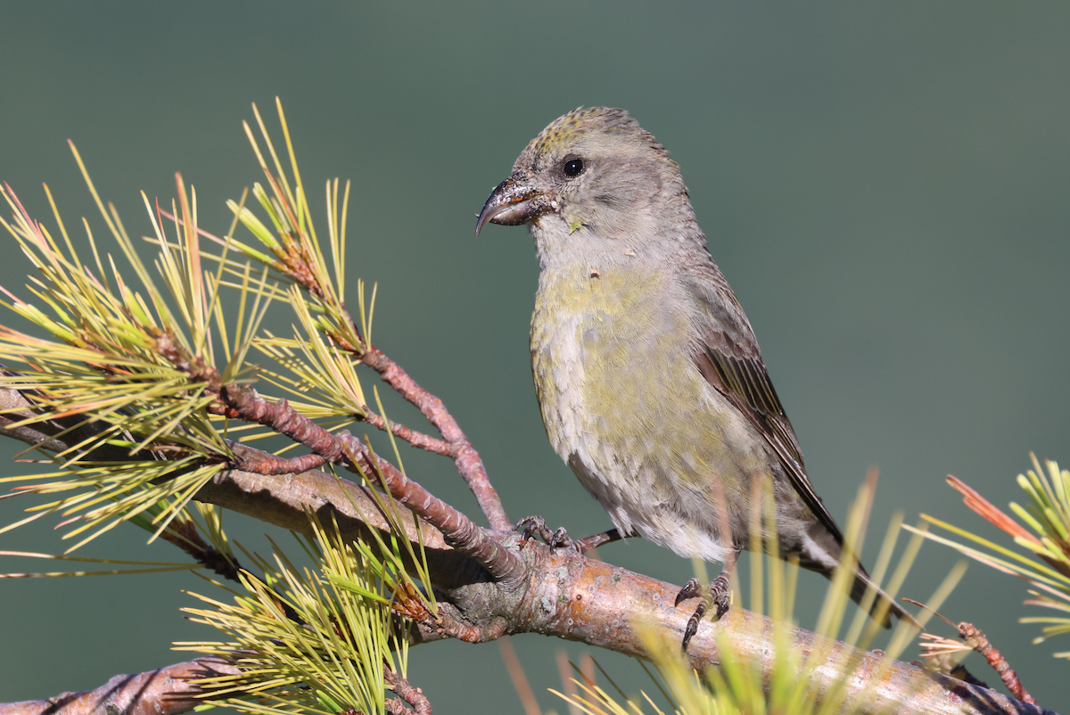 Red Crossbill (Appalachian or type 1) - ML621212069