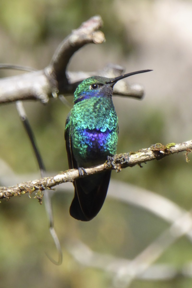 kolibřík modrolící - ML621212071