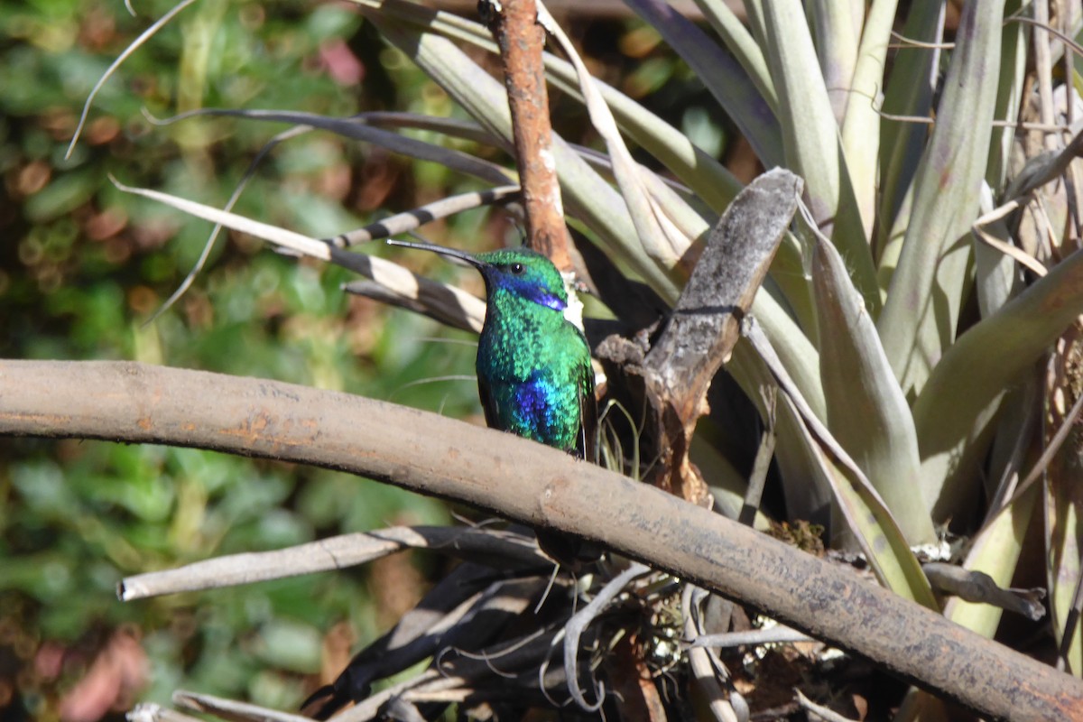 kolibřík modrolící - ML621212072