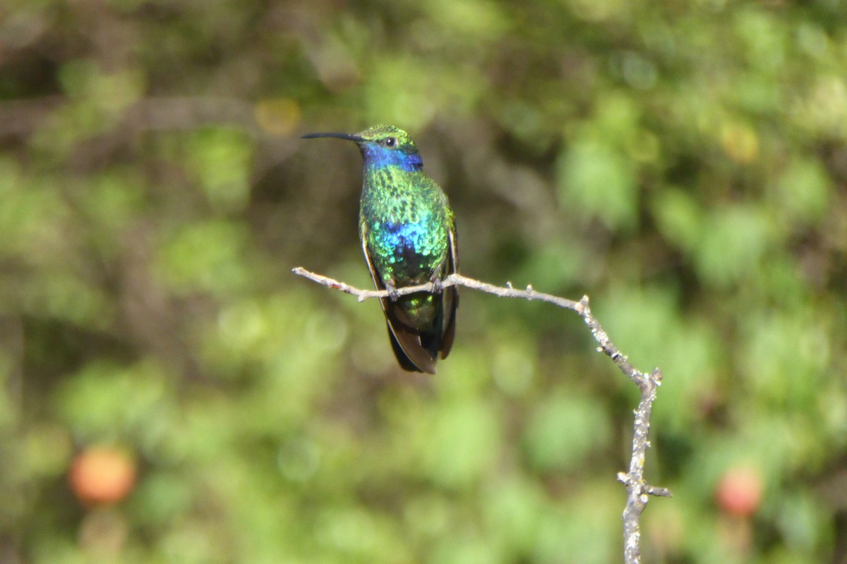 kolibřík modrolící - ML621212073
