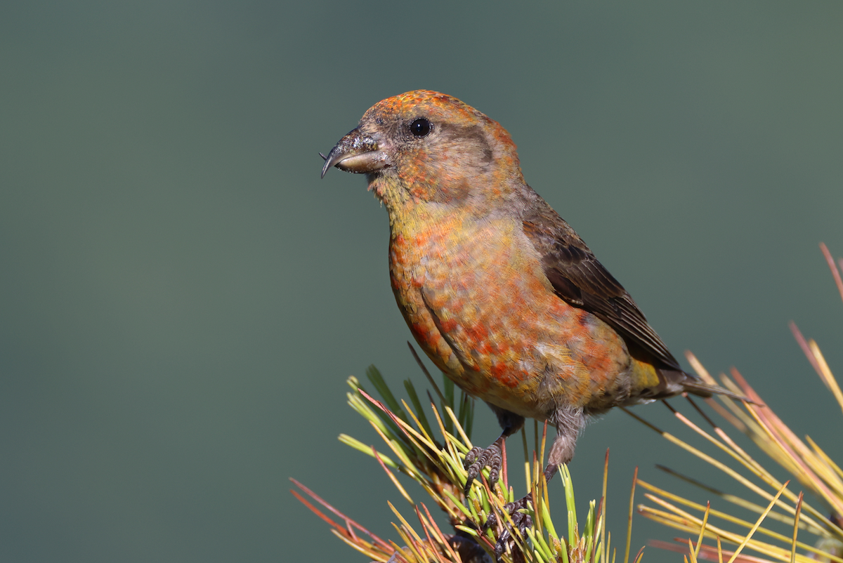 Red Crossbill (Appalachian or type 1) - ML621212074