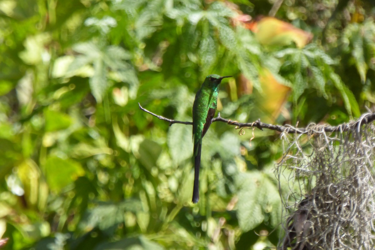 Yeşil Kuyruklu Kolibri - ML621212077