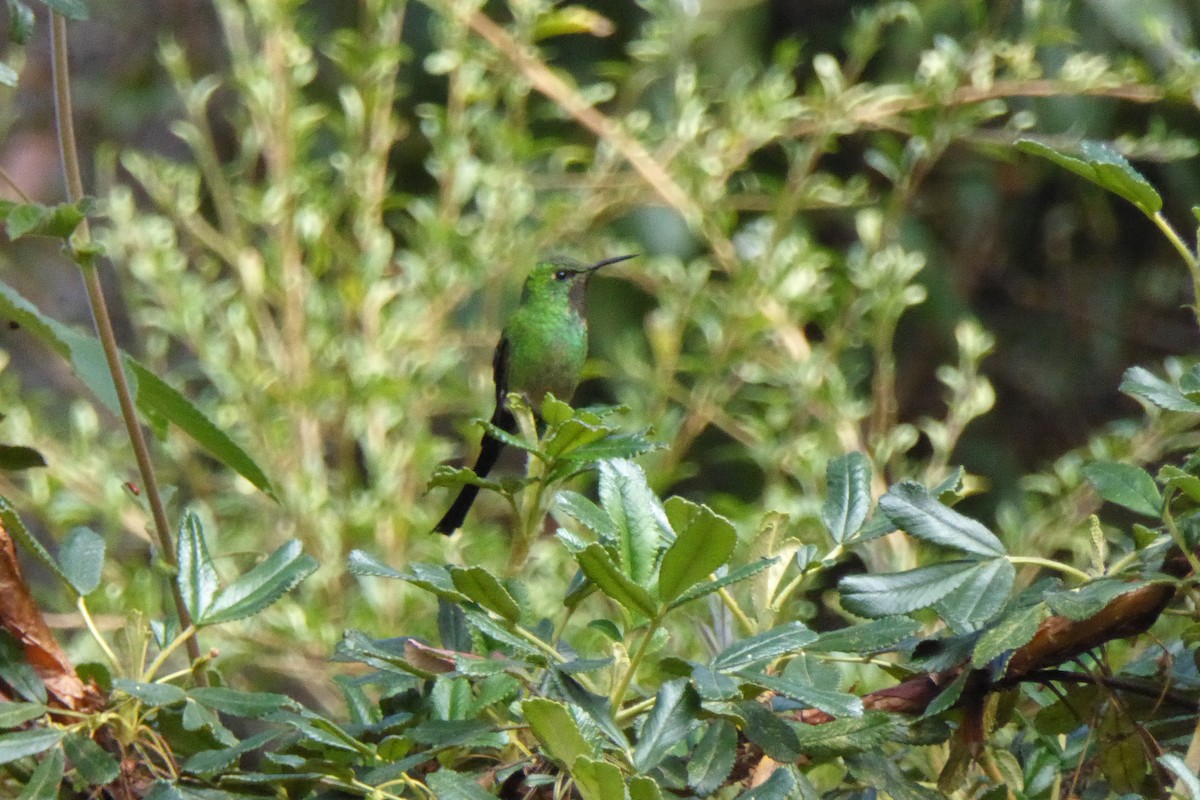 Yeşil Kuyruklu Kolibri - ML621212078