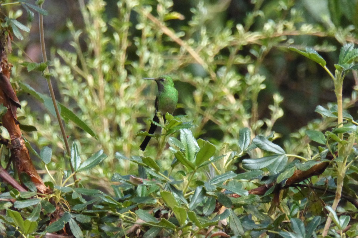sylfa zelenoocasá - ML621212079