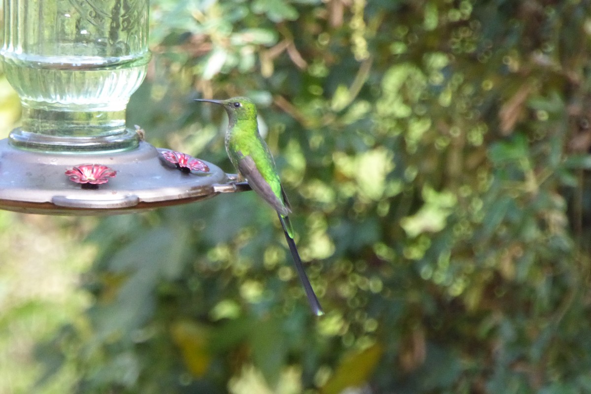 Yeşil Kuyruklu Kolibri - ML621212080