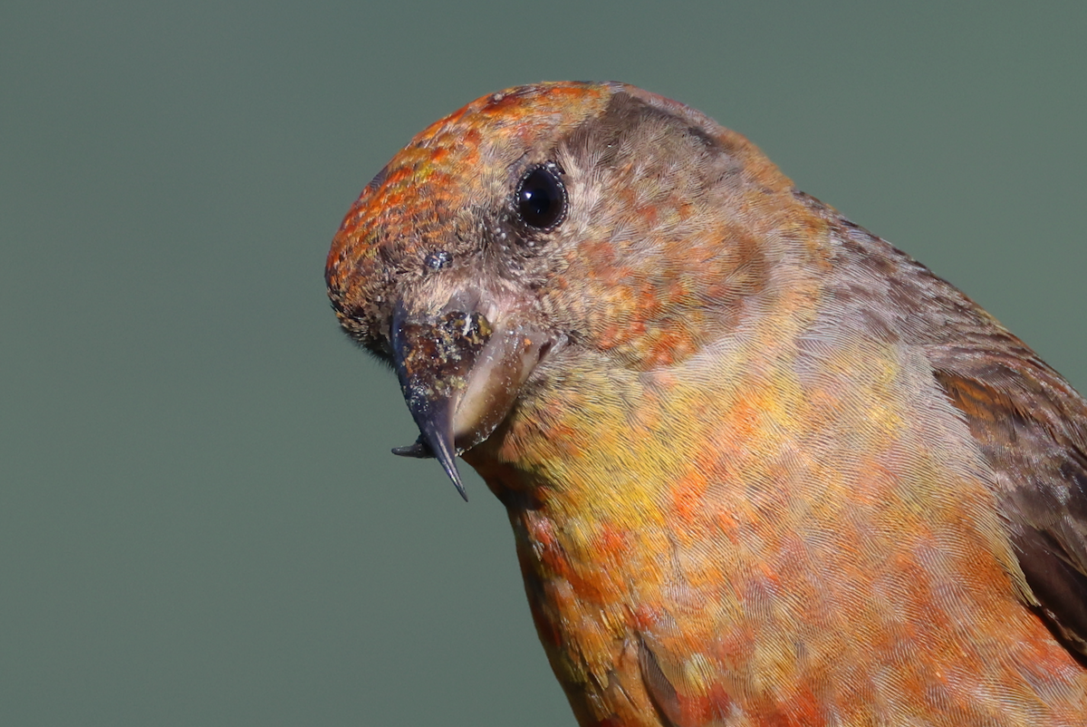 Red Crossbill - ML621212081