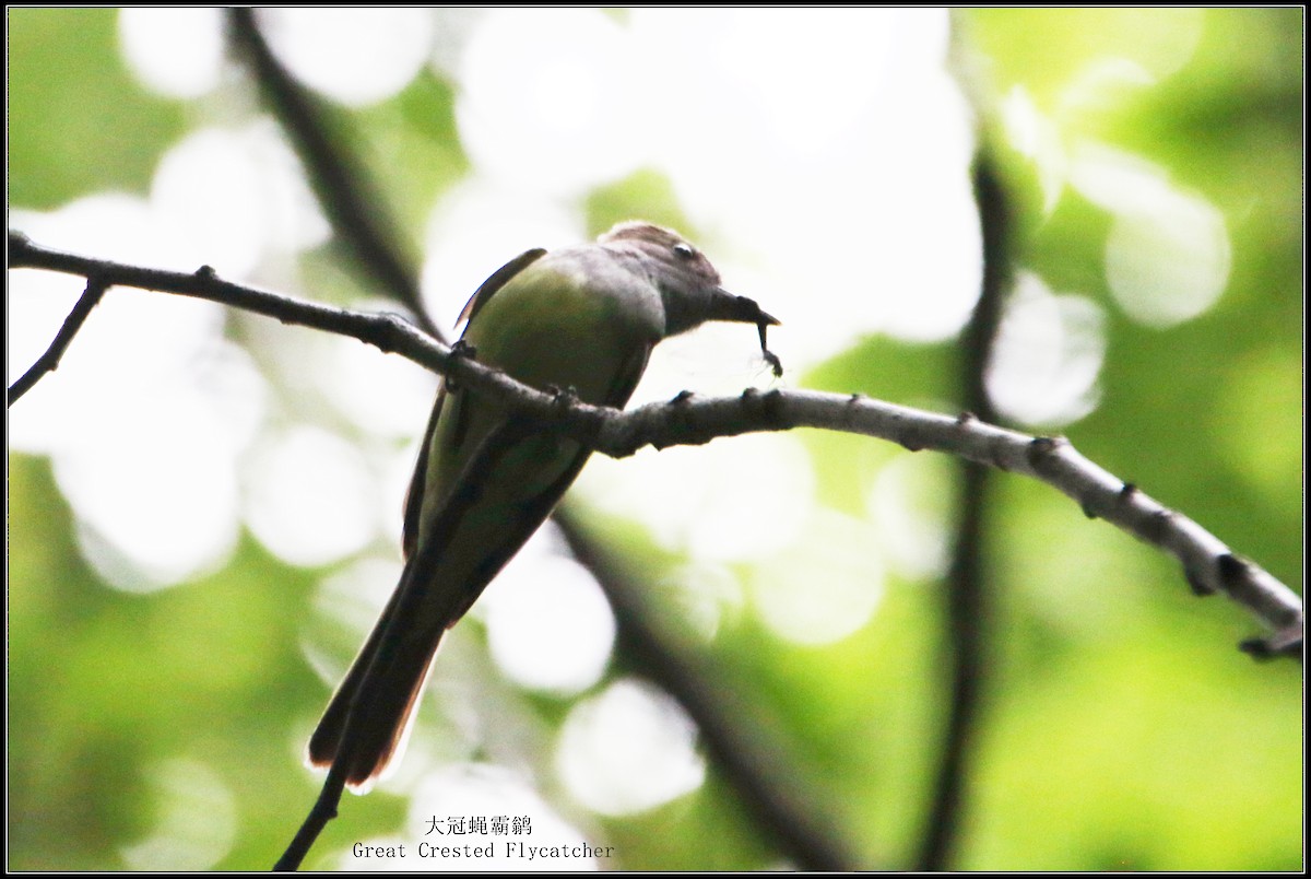Great Crested Flycatcher - ML621212085