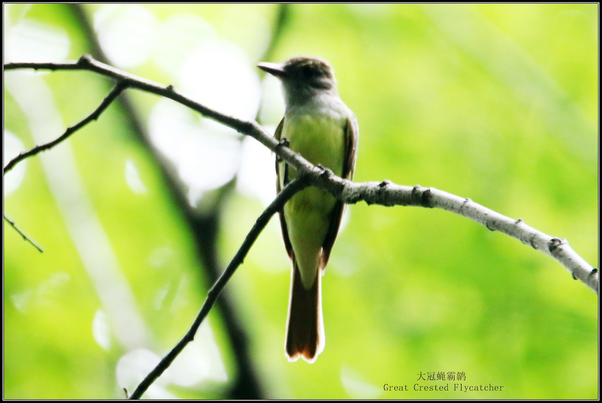 Great Crested Flycatcher - ML621212086
