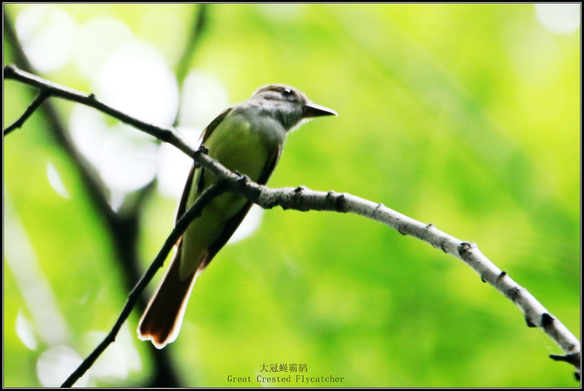Great Crested Flycatcher - ML621212087