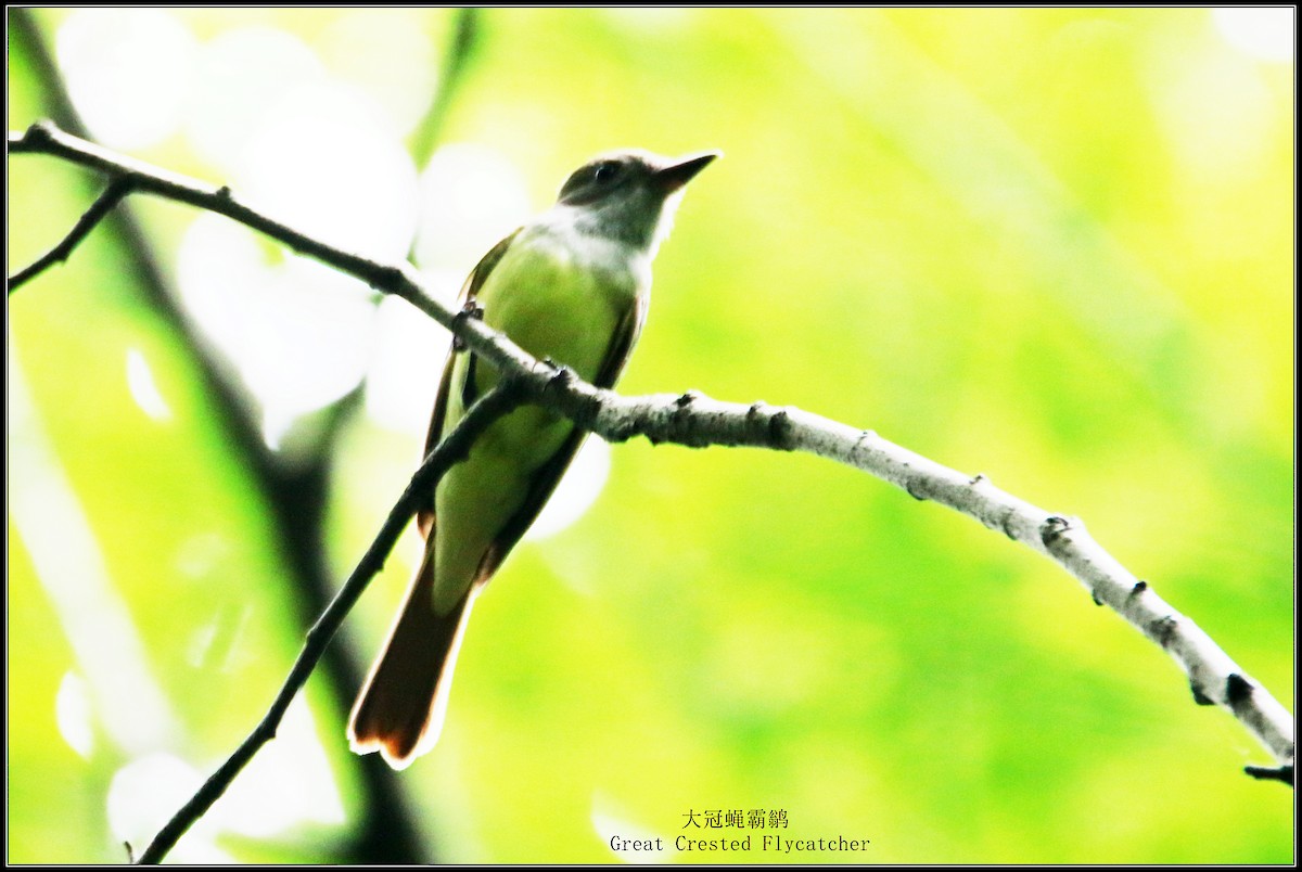 Great Crested Flycatcher - ML621212088