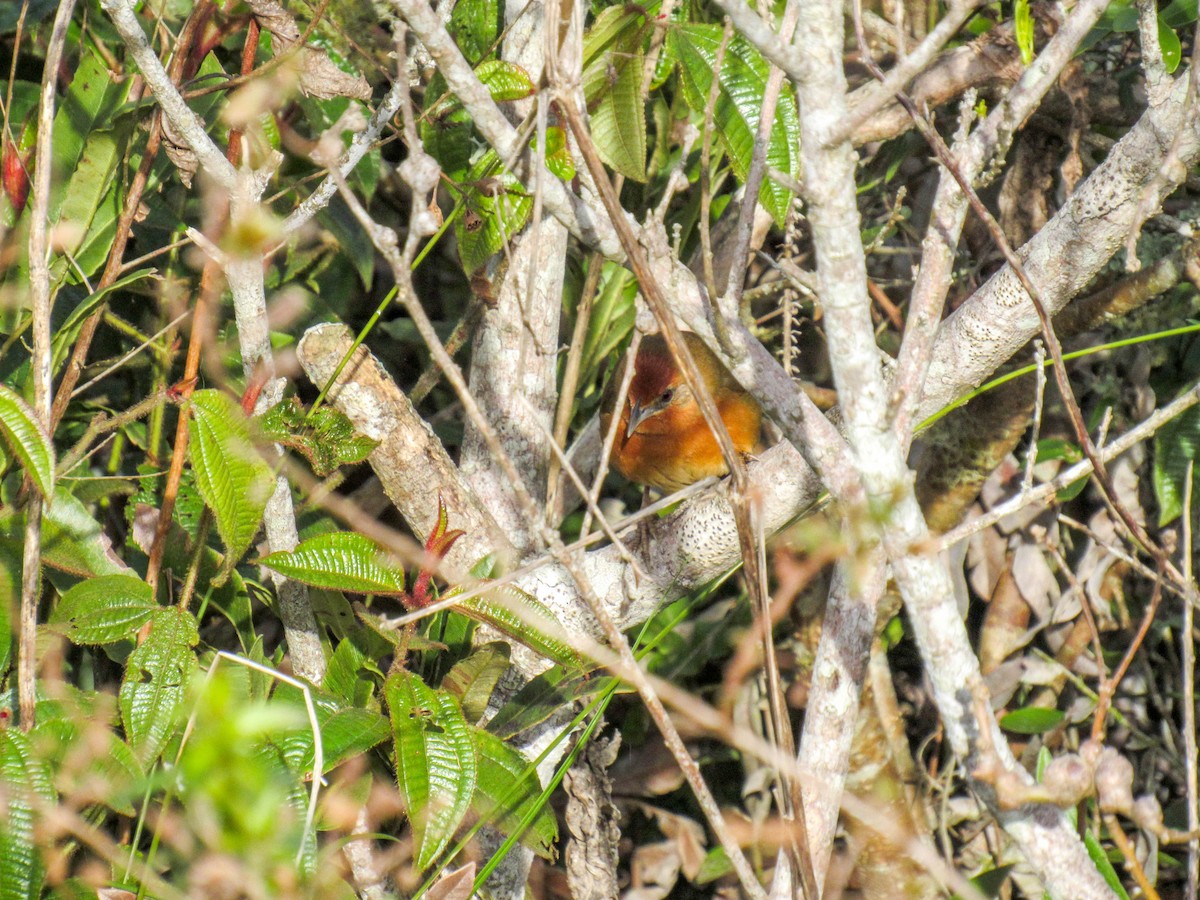 Orange-breasted Thornbird - ML621212095