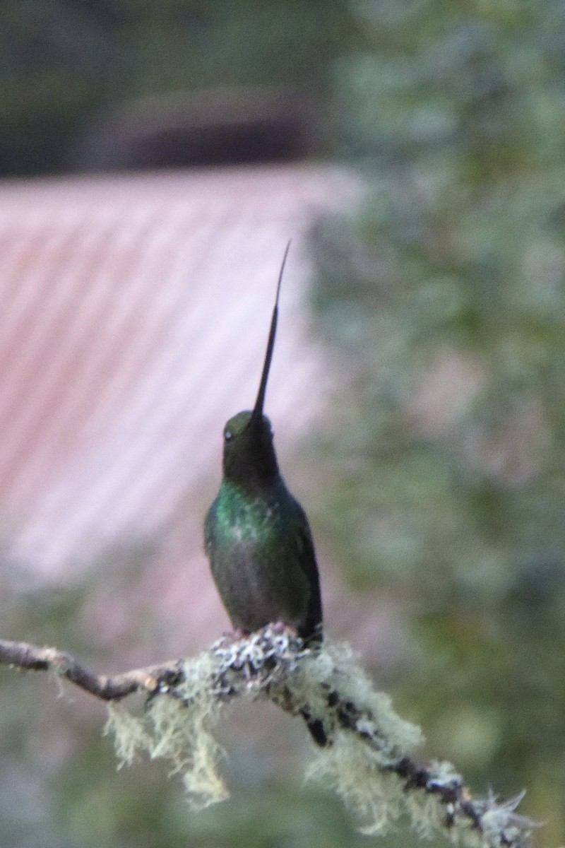 Sword-billed Hummingbird - ML621212096