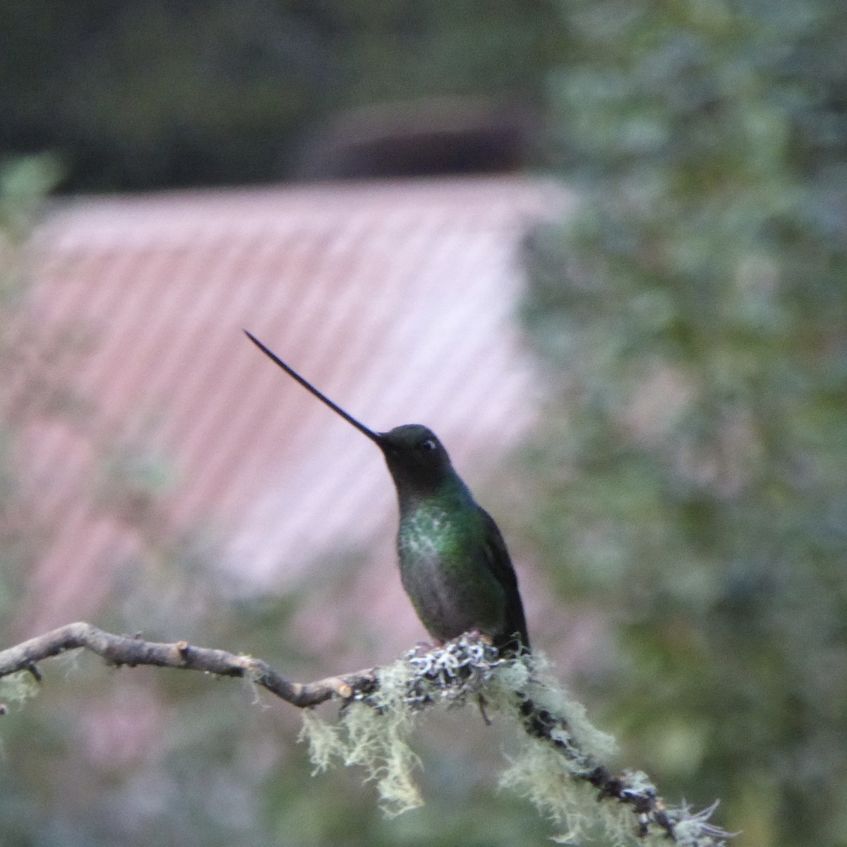 Sword-billed Hummingbird - ML621212097