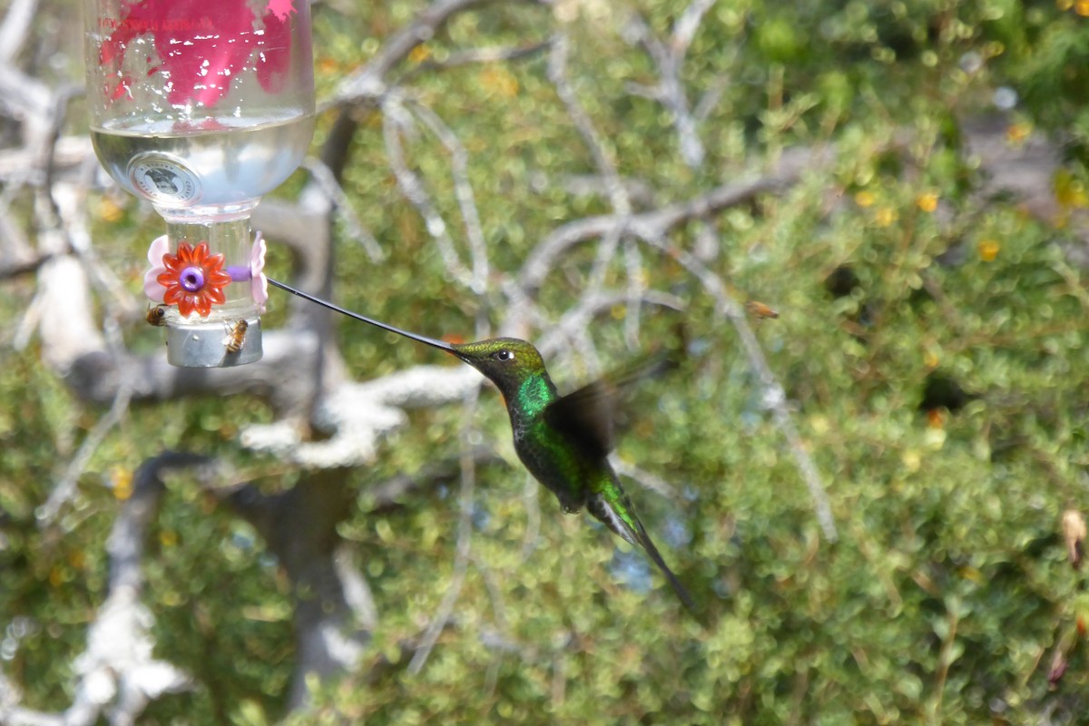 kolibřík mečozobec - ML621212098