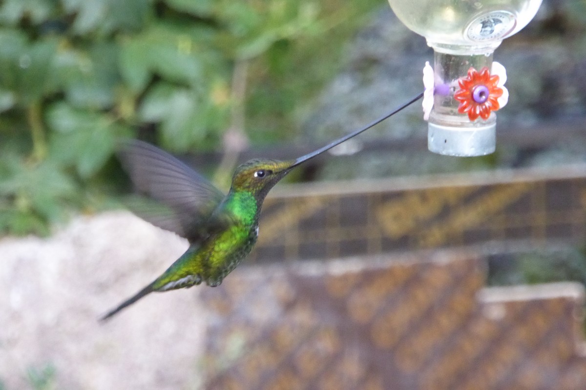 Sword-billed Hummingbird - ML621212099