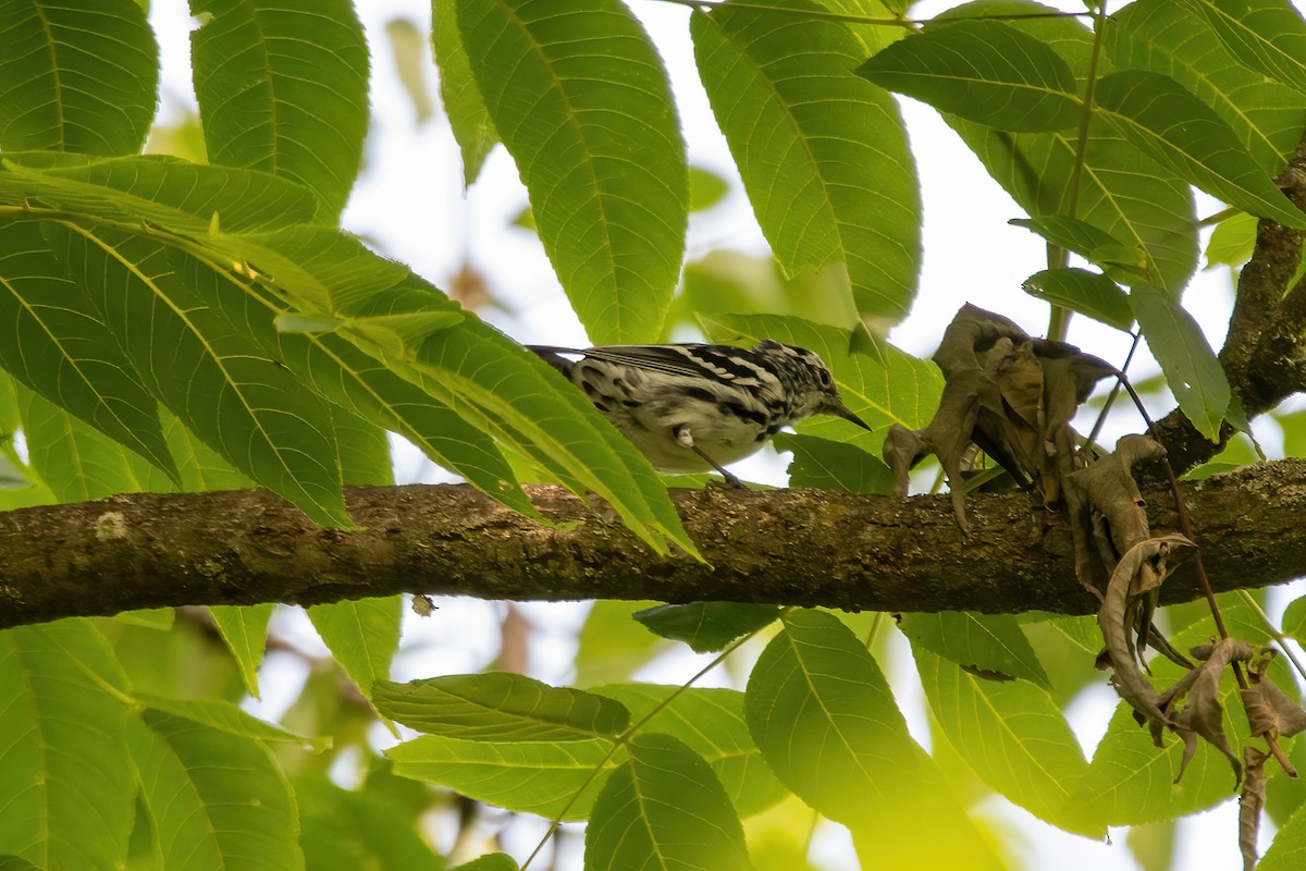 Black-and-white Warbler - ML621212143