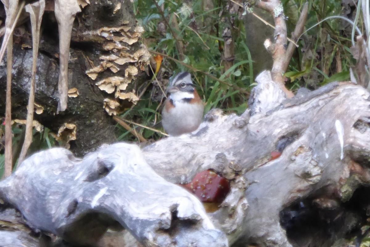 Rufous-collared Sparrow - ML621212195