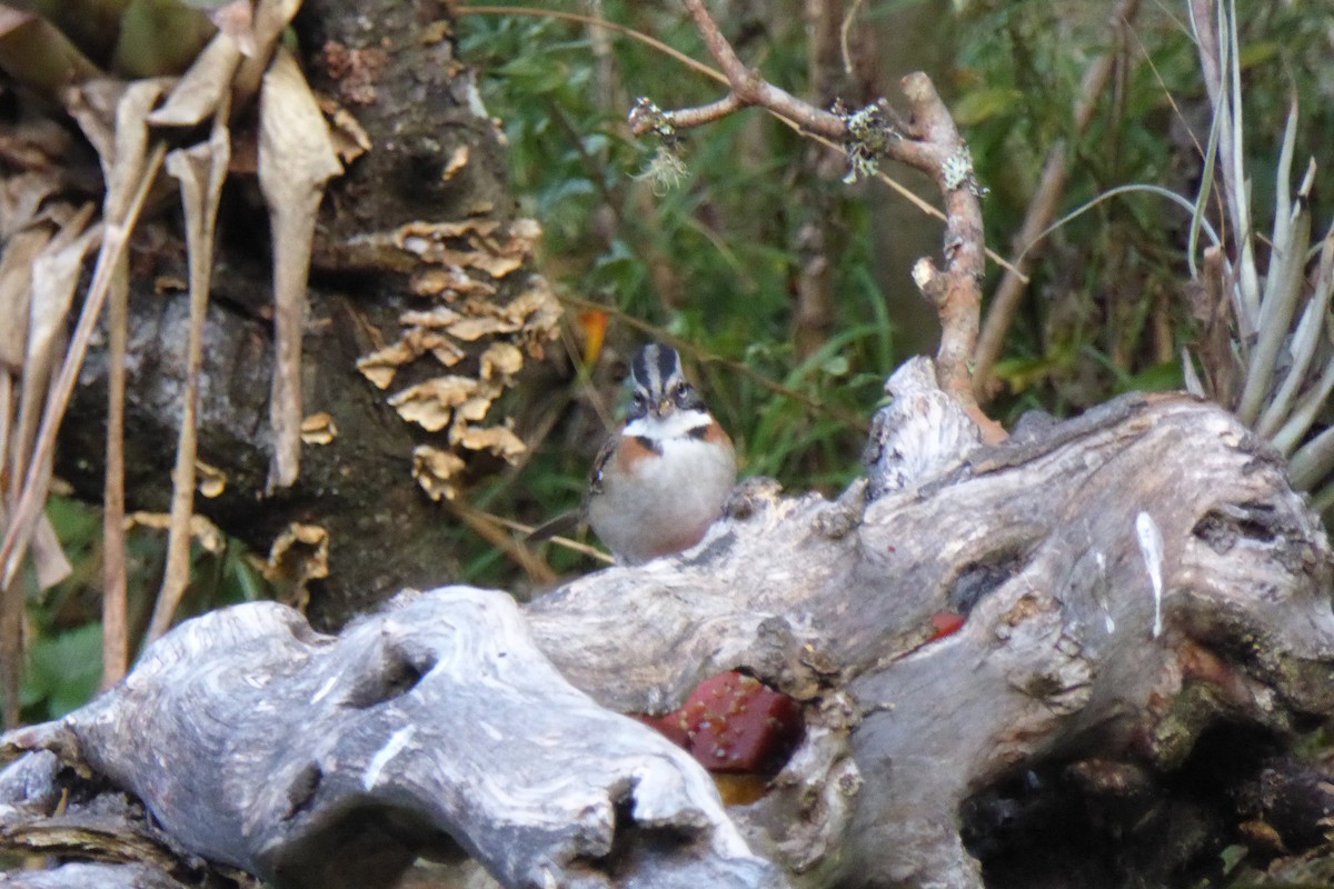 Rufous-collared Sparrow - ML621212196
