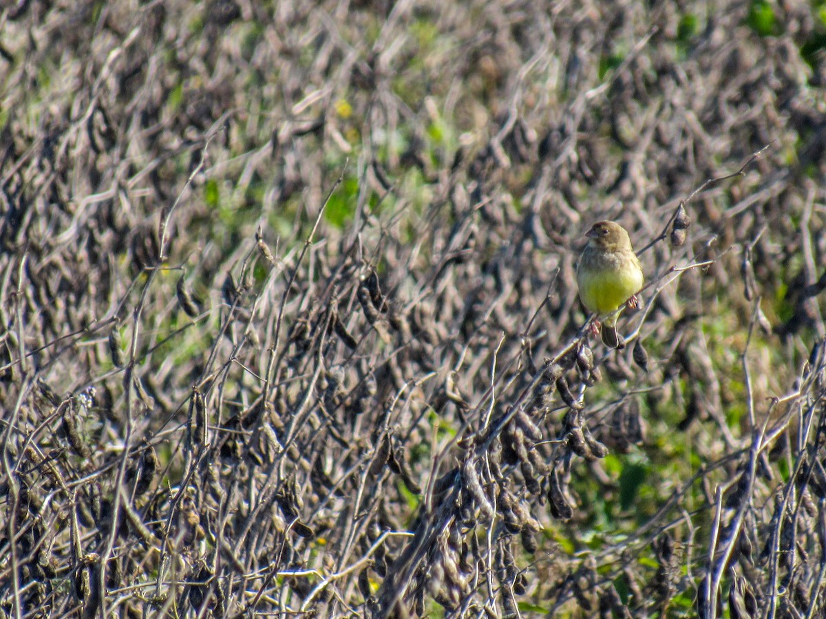 Grassland Yellow-Finch - ML621212210