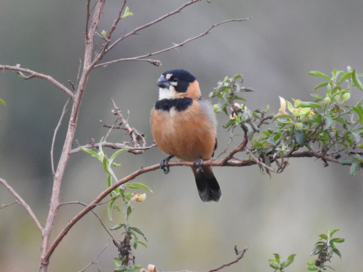 Rusty-collared Seedeater - ML621212212
