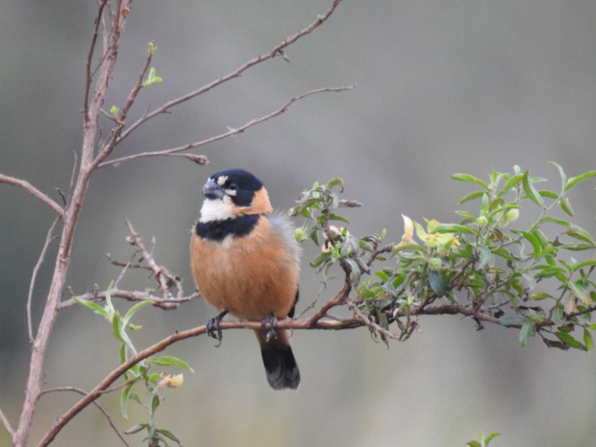 Rusty-collared Seedeater - ML621212213