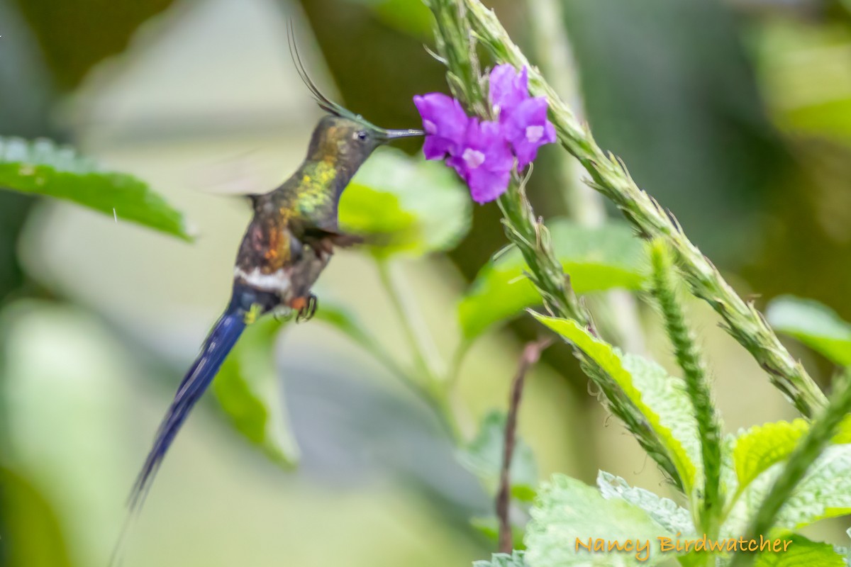 kolibřík ostrochocholatý - ML621212262