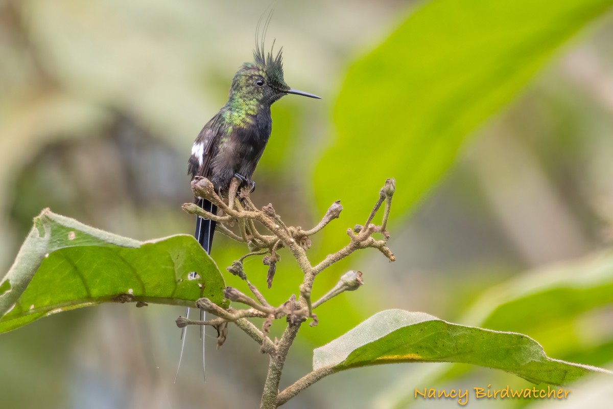Wire-crested Thorntail - ML621212264