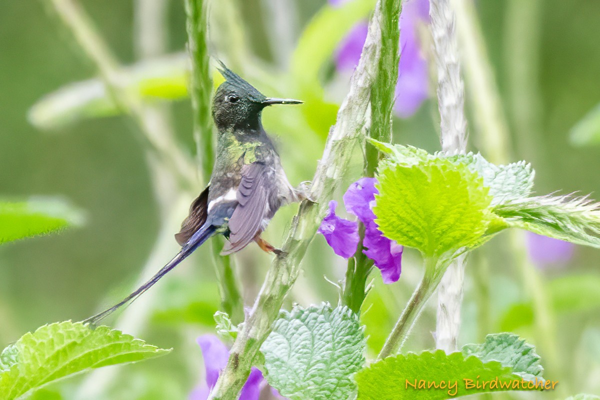 kolibřík ostrochocholatý - ML621212265