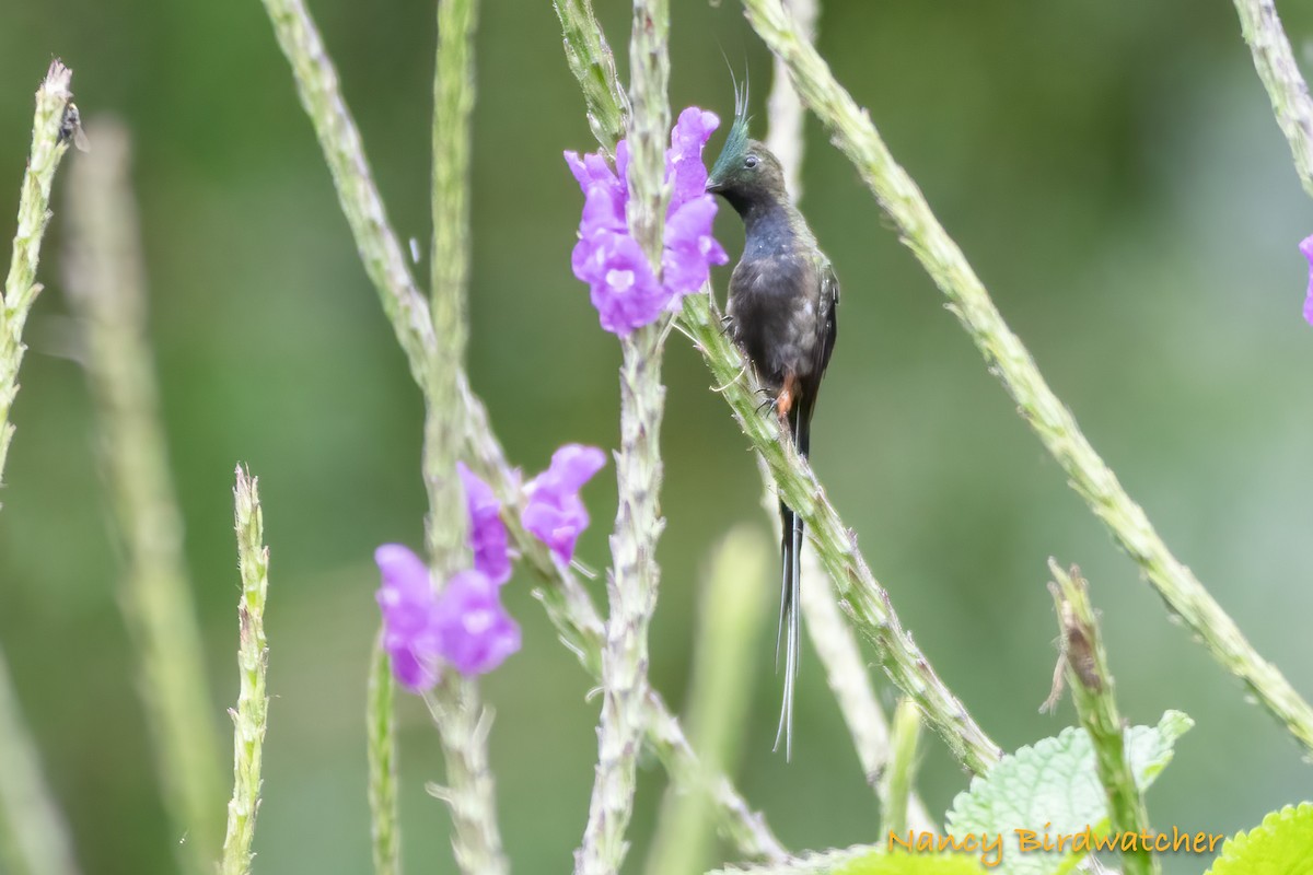 kolibřík ostrochocholatý - ML621212266