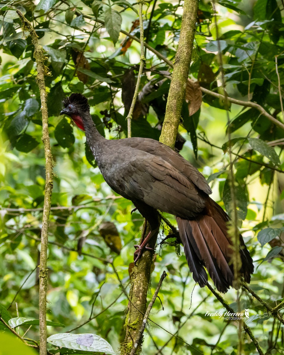 Crested Guan - ML621212267