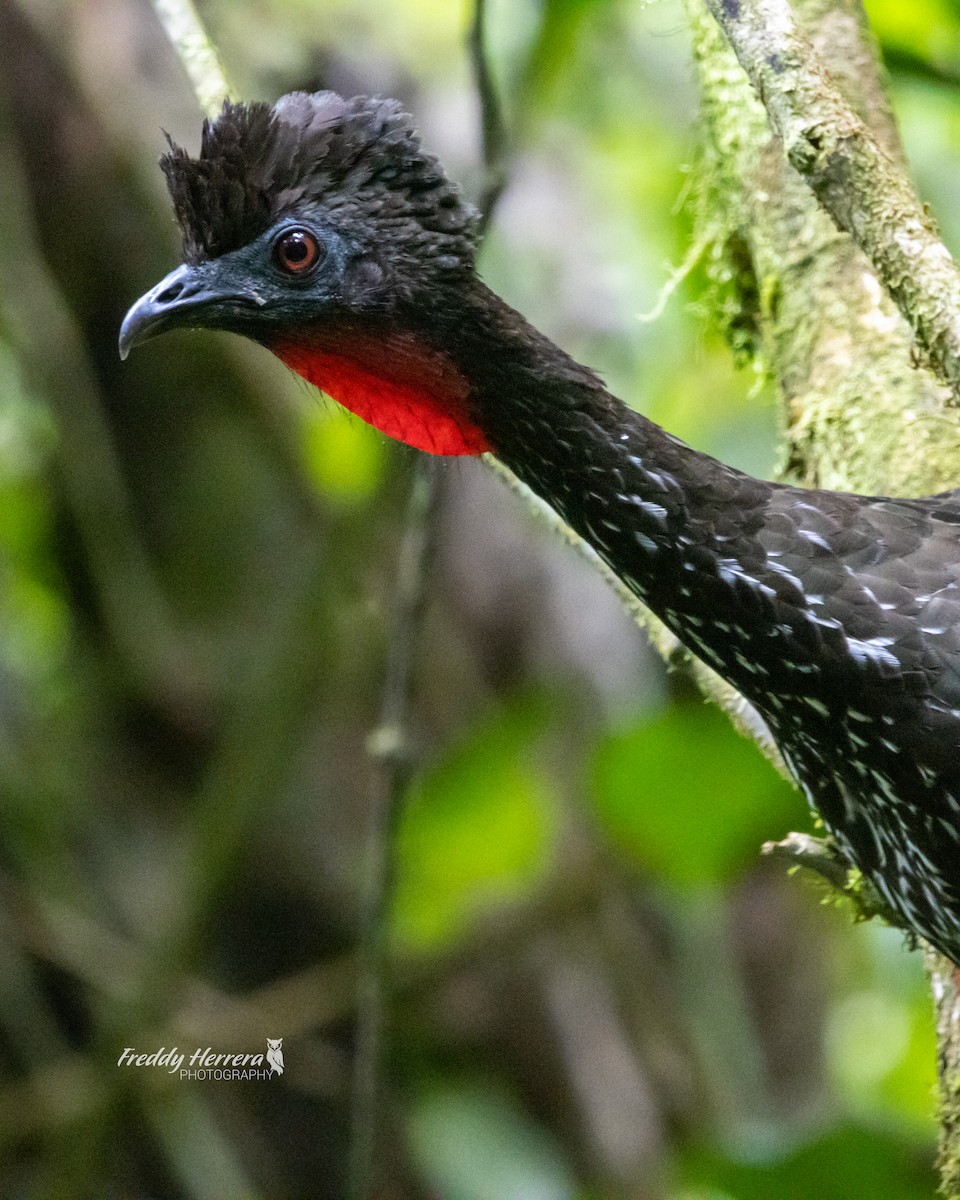Crested Guan - ML621212268