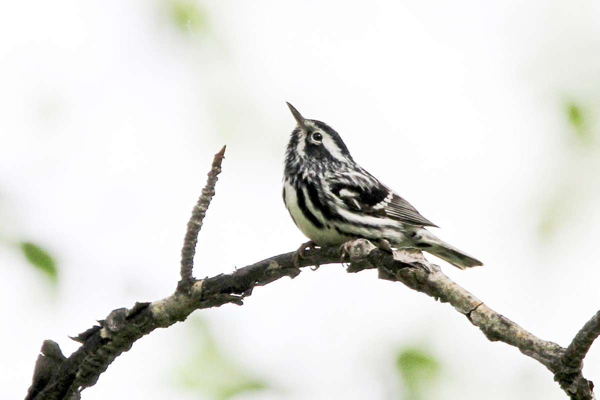 Black-and-white Warbler - ML621212272