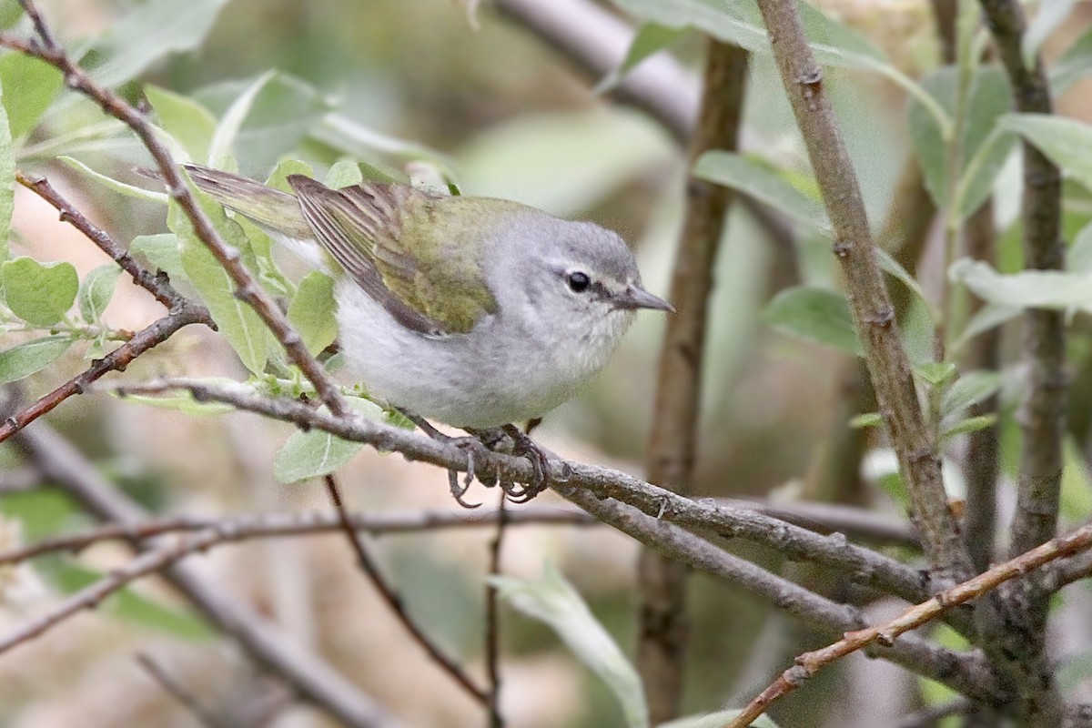 Tennessee Warbler - ML621212278