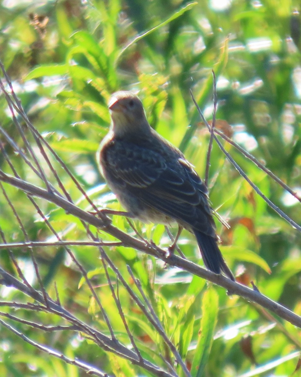 Brown-headed Cowbird - ML621212318