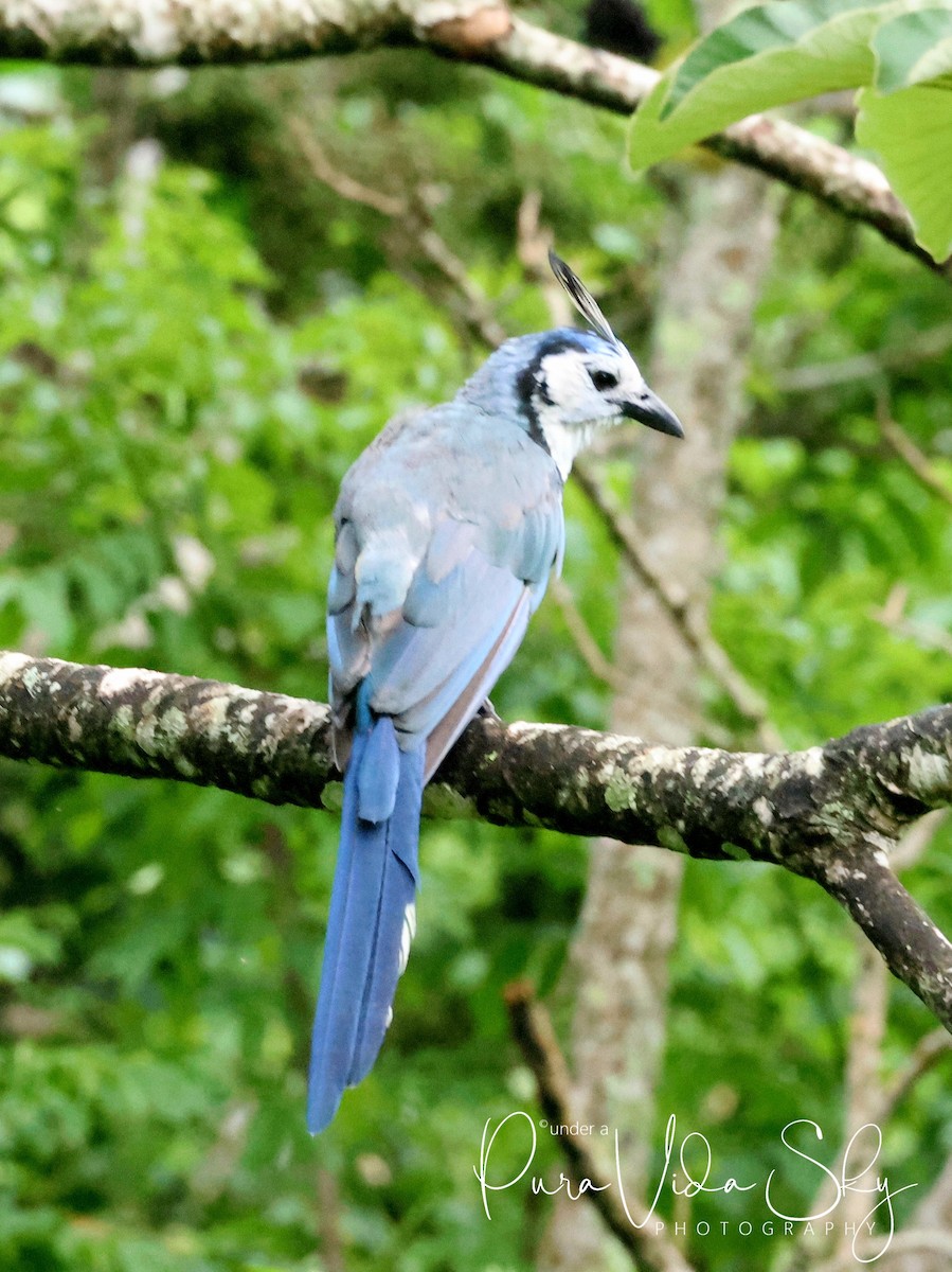 White-throated Magpie-Jay - ML621212334