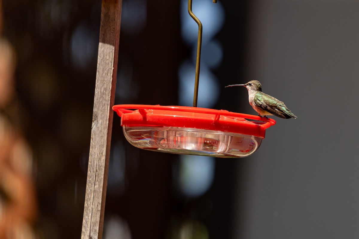 Black-chinned Hummingbird - ML621212339