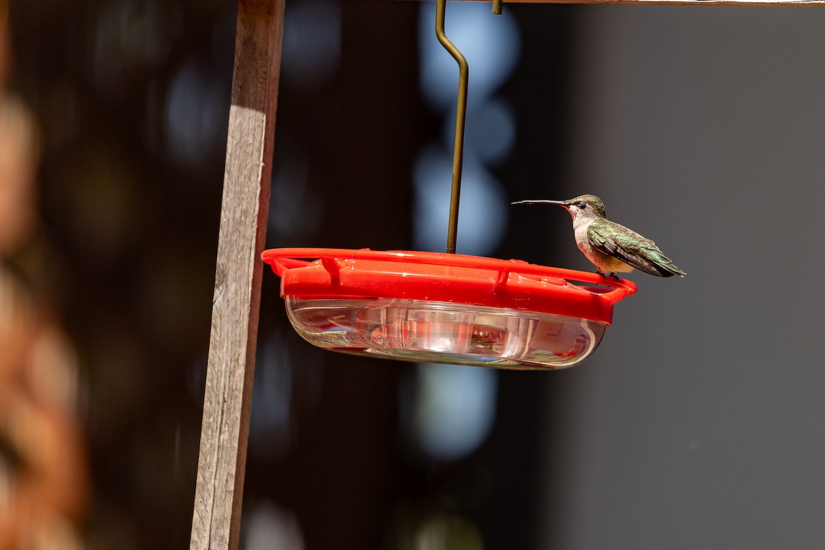 Black-chinned Hummingbird - ML621212343