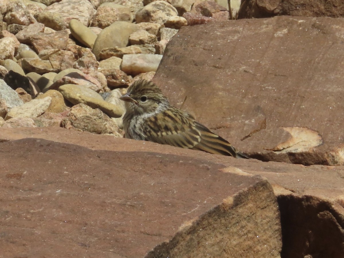 Chipping Sparrow - ML621212347