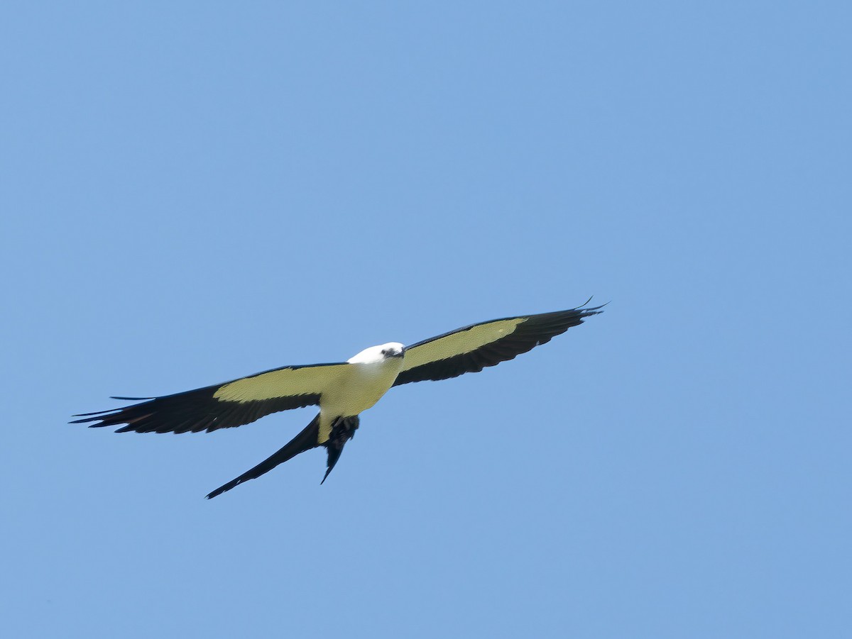 Swallow-tailed Kite - ML621212426