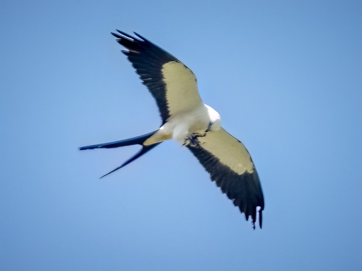 Swallow-tailed Kite - ML621212429