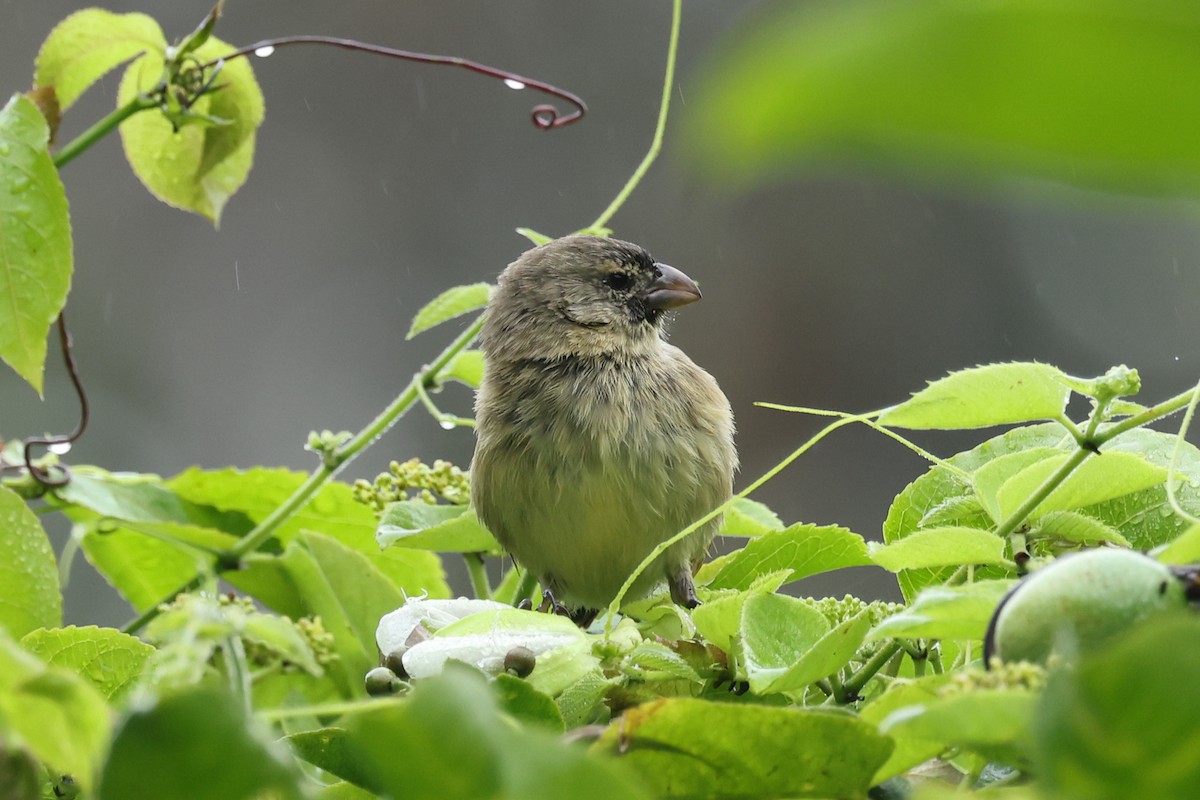ML621212431 - Small Tree-Finch - Macaulay Library