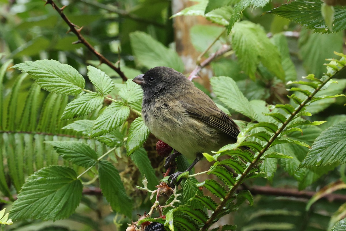 ML621212435 - Small Tree-Finch - Macaulay Library