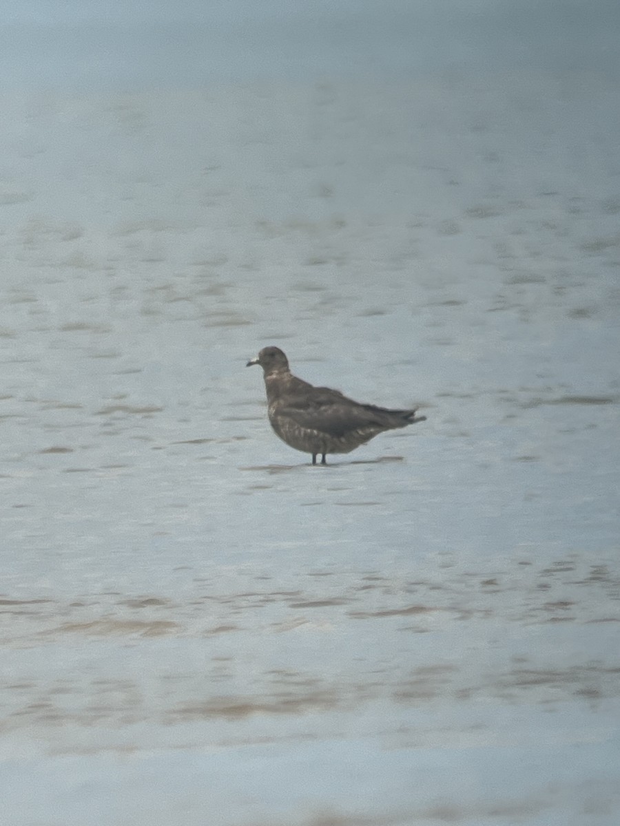 Parasitic Jaeger - ML621212485