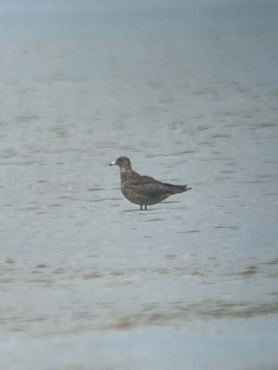 Parasitic Jaeger - ML621212488